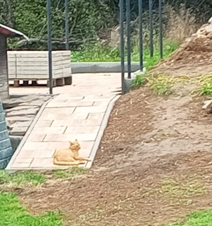 MONTÁŽ Pokládka zámkové dlažby včetně srovnání podkladu a zapískování 4-6cm cena za m2